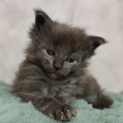 Maine Coon kitten Голубой дым MCO as  Boy