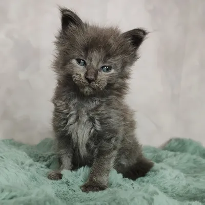 Maine Coon kitten Голубой дым MCO as  Boy