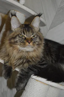 Котенок мейн-кун