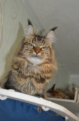 Котенок мейн-кун