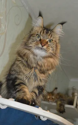 Котенок мейн-кун