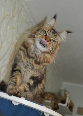 Maine Coon kitten Черный мрамор MCO n 22 Girl