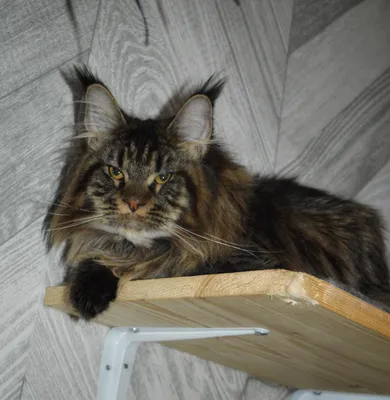 Котенок мейн-кун