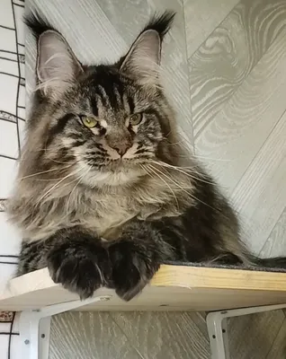 Котенок мейн-кун