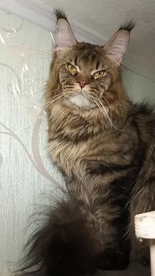 Котенок мейн-кун