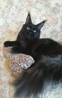 Котенок мейн-кун Черный MCO n  Мальчик