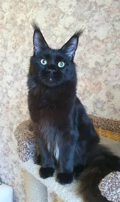 Котенок мейн-кун