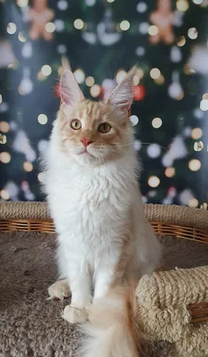 Maine Coon kitten