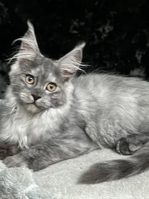 Maine Coon kitten