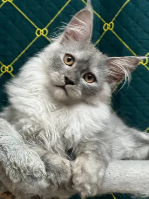 Maine Coon kitten