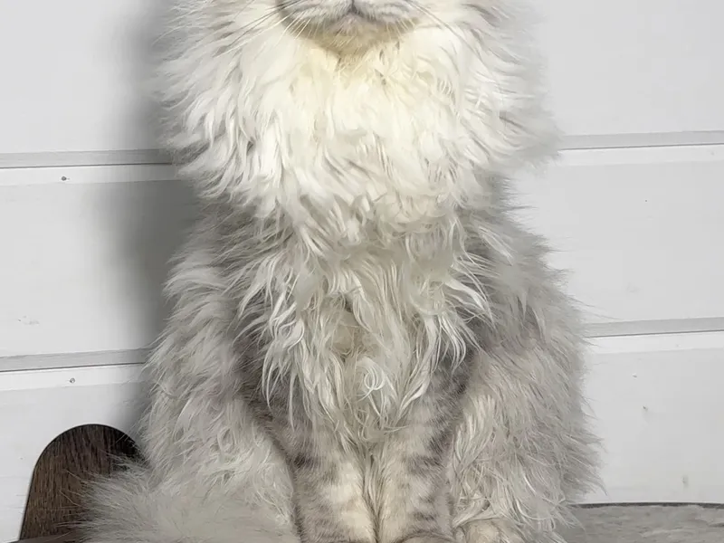 Maine Coon kitten Черный серебрянный тигровый MCO ns 23 Boy