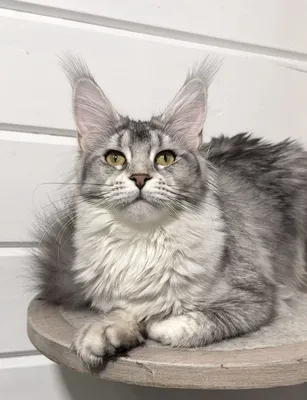 Котенок мейн-кун