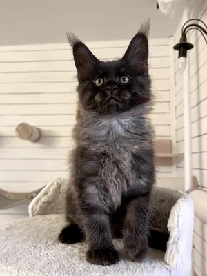 Maine Coon kitten