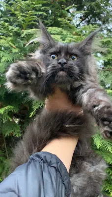 Котенок мейн-кун