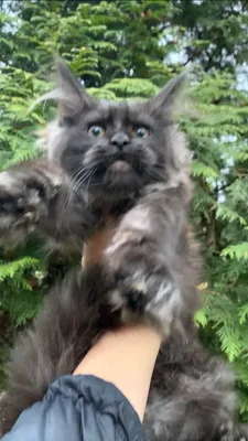 Котенок мейн-кун