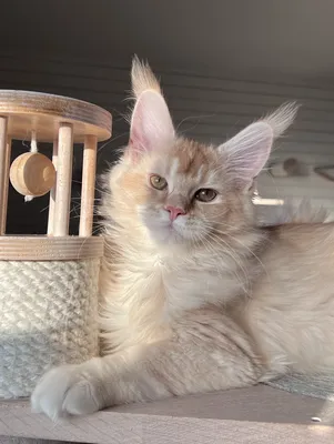 Котенок мейн-кун