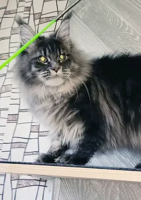 Котенок мейн-кун