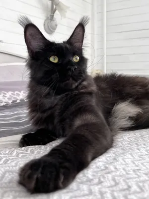 Maine Coon kitten