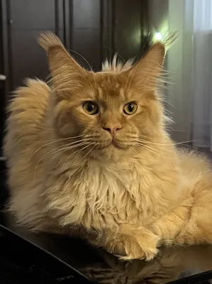 Котенок мейн-кун