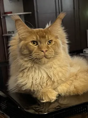 Котенок мейн-кун