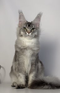 Benji