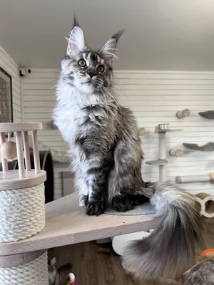 Maine Coon kitten