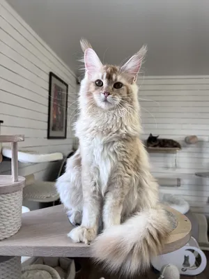 Котенок мейн-кун