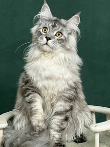 MIGHTY KING