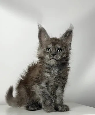 Maine Coon kitten