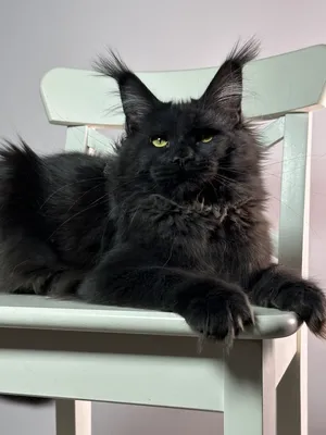 Котенок мейн-кун