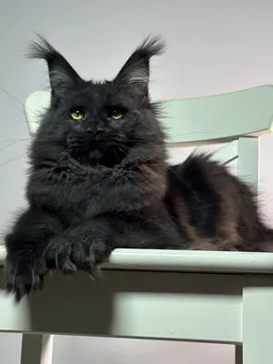 Maine Coon kitten Черный MCO n  Girl