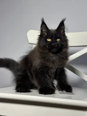 Котенок мейн-кун