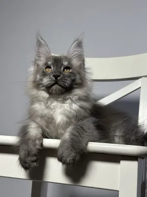 Maine Coon kitten