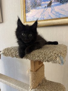 Ida
