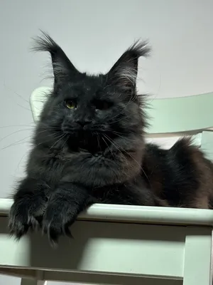 Котенок мейн-кун