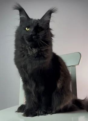 Котенок мейн-кун