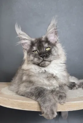 Maine Coon kitten