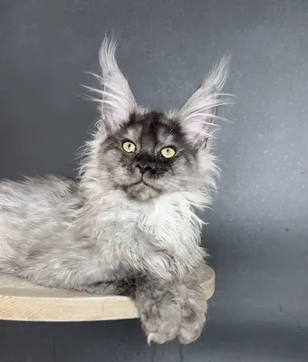Maine Coon kitten