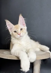 Котенок мейн-кун Красный тикированный  на  серебре MCO ds 25 Мальчик - фото 3