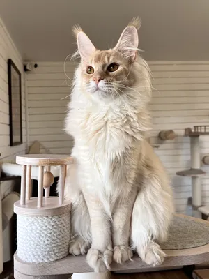 Котенок мейн-кун