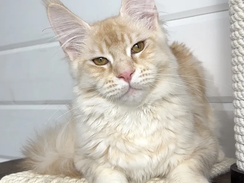 Котенок мейн-кун Красный тикированный  на  серебре MCO ds 25 Мальчик