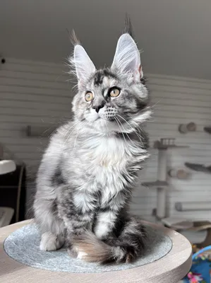 Maine Coon kitten