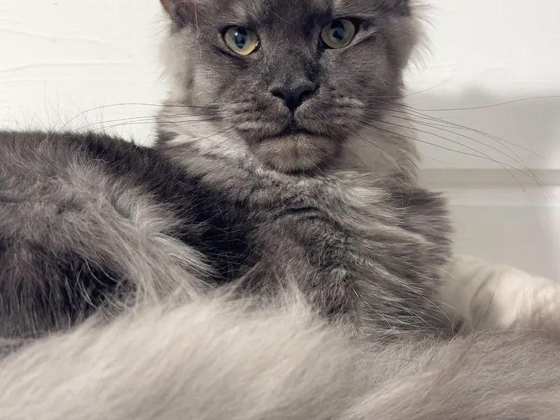 Maine Coon kitten Черный дым MCO ns  Girl