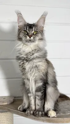 Котенок мейн-кун