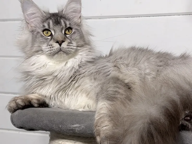 Maine Coon kitten Черный тикированный на  серебре MCO ns 25 Boy