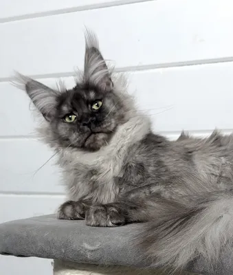 Maine Coon kitten