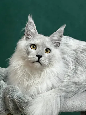 Maine Coon kitten Голубой дым MCO as  Boy