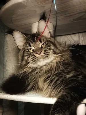 Котенок мейн-кун